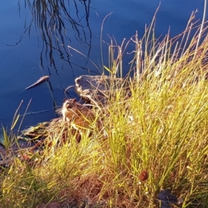 Hydromys chrysogaster at Belconnen, ACT - 1 Jun 2019