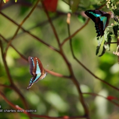 Graphium choredon (Blue Triangle) at Bomaderry, NSW - 8 Mar 2018 by CharlesDove