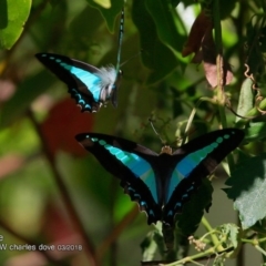 Graphium choredon at Bomaderry, NSW - 8 Mar 2018