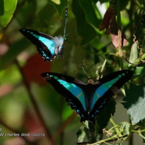 Graphium choredon at Bomaderry, NSW - 8 Mar 2018