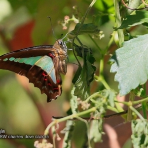 Graphium choredon at Bomaderry, NSW - 8 Mar 2018