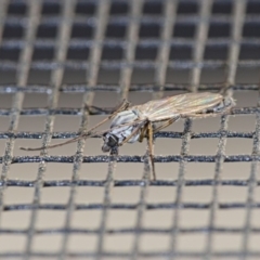 Chironomidae (family) (Non-biting Midge) at Mount Majura - 31 May 2019 by kdm