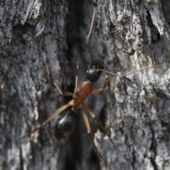 Camponotus nigriceps (Black-headed sugar ant) at Illilanga & Baroona - 5 Apr 2019 by Illilanga