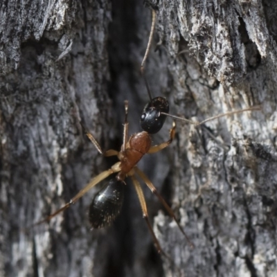 Camponotus nigriceps (Black-headed sugar ant) at Michelago, NSW - 5 Apr 2019 by Illilanga
