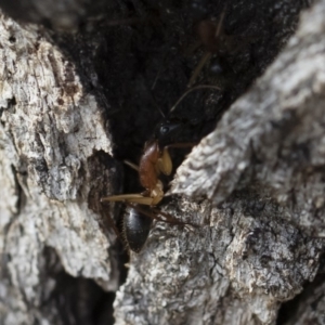 Camponotus nigriceps at Michelago, NSW - 5 Apr 2019 03:00 PM