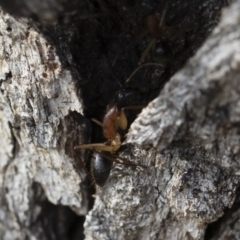 Camponotus nigriceps at Michelago, NSW - 5 Apr 2019