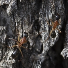 Camponotus nigriceps at Michelago, NSW - 5 Apr 2019