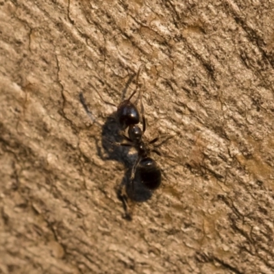 Anonychomyrma sp. (genus) (Black Cocktail Ant) at Illilanga & Baroona - 10 Sep 2018 by Illilanga