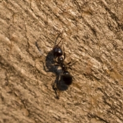 Anonychomyrma sp. (genus) (Black Cocktail Ant) at Michelago, NSW - 10 Sep 2018 by Illilanga