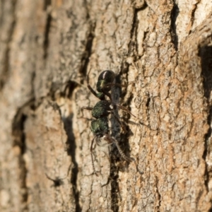 Rhytidoponera metallica at Michelago, NSW - 10 Sep 2018 04:12 PM