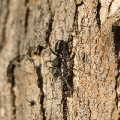 Rhytidoponera metallica (Greenhead ant) at Michelago, NSW - 10 Sep 2018 by Illilanga