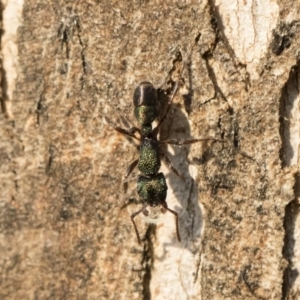 Rhytidoponera metallica at Michelago, NSW - 10 Sep 2018 04:12 PM