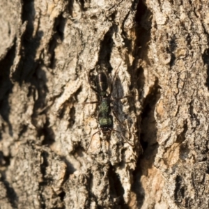 Rhytidoponera metallica at Michelago, NSW - 10 Sep 2018 04:12 PM