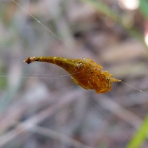 Arachnura higginsi at Sanctuary Point, NSW - 15 Apr 2017