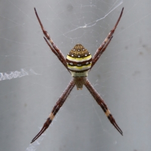 Argiope keyserlingi at Sanctuary Point, NSW - 21 Feb 2015 12:00 AM