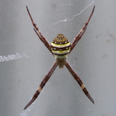 Argiope keyserlingi (St Andrew's Cross Spider) at Sanctuary Point - Basin Walking Track Bushcare - 20 Feb 2015 by christinemrigg