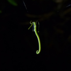 Ariamnes colubrinus at Sanctuary Point, NSW - 6 Mar 2016 12:00 AM