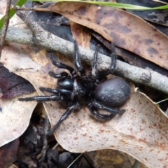 Hadronyche versuta (Funnel-web Spider) at Sanctuary Point, NSW - 6 Nov 2015 by christinemrigg