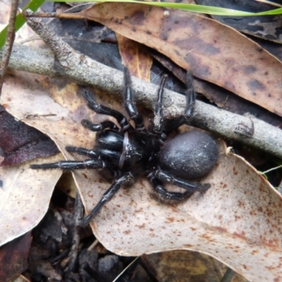 Hadronyche versuta (Funnel-web Spider) at Sanctuary Point, NSW - 6 Nov 2015 by christinemrigg