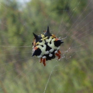 Austracantha minax at Sanctuary Point, NSW - 16 Nov 2008 12:00 AM