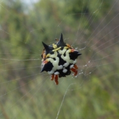 Austracantha minax (Christmas Spider, Jewel Spider) at The Basin Walking Track - 15 Nov 2008 by christinemrigg