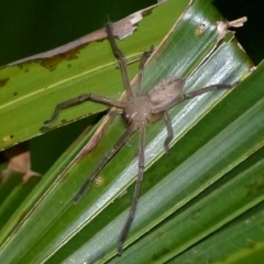 Delena cancerides (Social huntsman spider) at Sanctuary Point, NSW - 7 Apr 2017 by christinemrigg