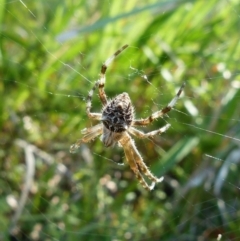 Backobourkia brounii (Broun's orb weaver) at Sanctuary Point - Basin Walking Track Bushcare - 14 Feb 2015 by christinemrigg