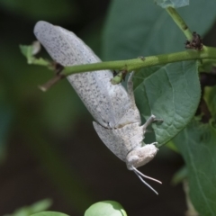 Goniaea australasiae (Gumleaf grasshopper) at Illilanga & Baroona - 29 Dec 2018 by Illilanga