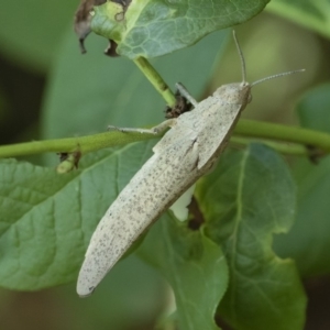 Goniaea australasiae at Michelago, NSW - 29 Dec 2018