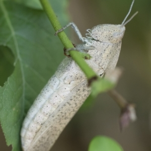 Goniaea australasiae at Michelago, NSW - 29 Dec 2018