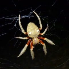 Hortophora transmarina (Garden Orb Weaver) at Sanctuary Point, NSW - 23 Jan 2015 by christinemrigg