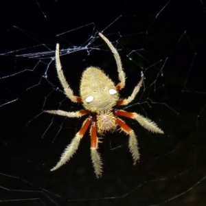 Hortophora transmarina at Sanctuary Point, NSW - 24 Jan 2015