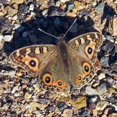 Junonia villida (Meadow Argus) at Fyshwick, ACT - 1 Jun 2019 by RodDeb