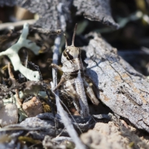 Oedaleus australis at Michelago, NSW - 3 Nov 2018