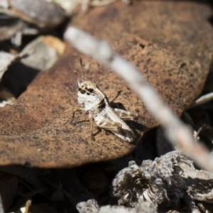 Oedaleus australis at Michelago, NSW - 3 Nov 2018