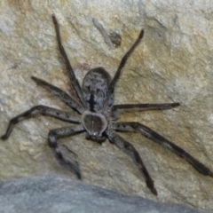 Holconia immanis (Grey Huntsman) at Sanctuary Point, NSW - 21 Nov 2014 by christinemrigg