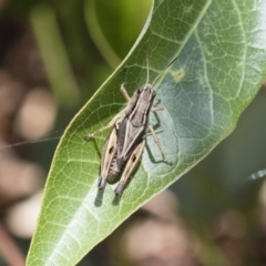 Phaulacridium vittatum (Wingless Grasshopper) at Illilanga & Baroona - 7 Dec 2018 by Illilanga
