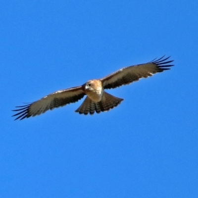 Hieraaetus morphnoides (Little Eagle) at Fyshwick, ACT - 1 Jun 2019 by RodDeb