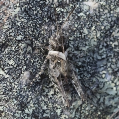 Heteropternis obscurella (A grasshopper) at Illilanga & Baroona - 11 Jan 2019 by Illilanga
