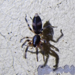 Lampona cylindrata at Sanctuary Point, NSW - 24 Mar 2015