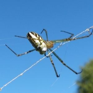 Leucauge dromedaria at Saint Georges Basin, NSW - 25 Apr 2016 12:00 AM