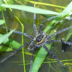 Dolomedes sp. (genus) (Fishing spider) at Woollamia, NSW - 24 Mar 2016 by christinemrigg