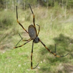 Trichonephila plumipes (Humped golden orb weaver) at Sanctuary Point, NSW - 11 Apr 2011 by christinemrigg