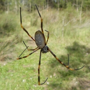 Nephila plumipes at Sanctuary Point, NSW - 11 Apr 2011 12:00 AM