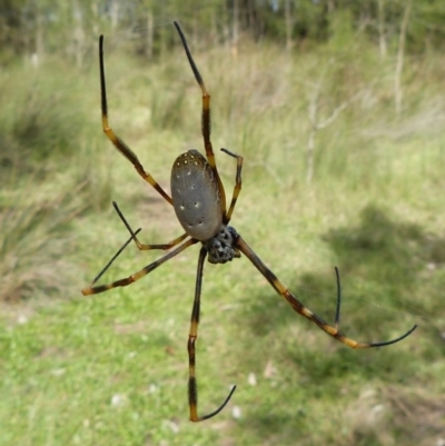 Nephila plumipes (Humped golden orb-weaver) at The Basin Walking Track - 10 Apr 2011 by christinemrigg