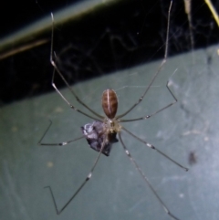 Pholcus phalangioides (Daddy-long-legs spider) at Sanctuary Point, NSW - 23 Mar 2015 by christinemrigg