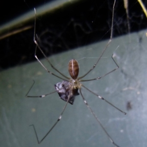 Pholcus phalangioides at Sanctuary Point, NSW - 24 Mar 2015 12:00 AM