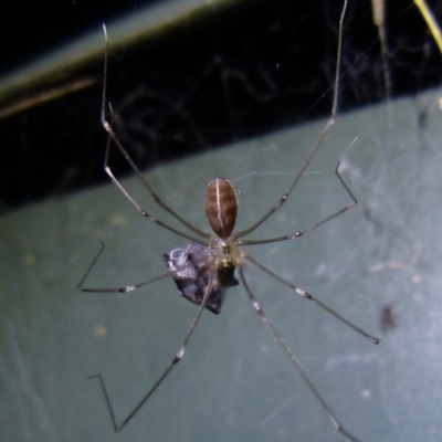 Pholcus phalangioides (Daddy-long-legs spider) at Sanctuary Point, NSW - 24 Mar 2015 by christinemrigg