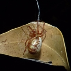 Phonognatha graeffei (Leaf Curling Spider) at Sanctuary Point - Basin Walking Track Bushcare - 25 Jan 2015 by christinemrigg