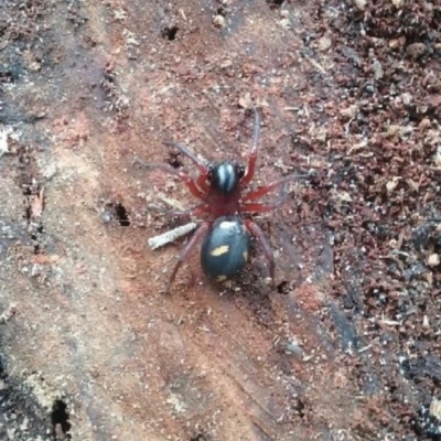 Habronestes sp. (genus) (An ant-eating spider) at Woollamia, NSW - 9 May 2016 by christinemrigg